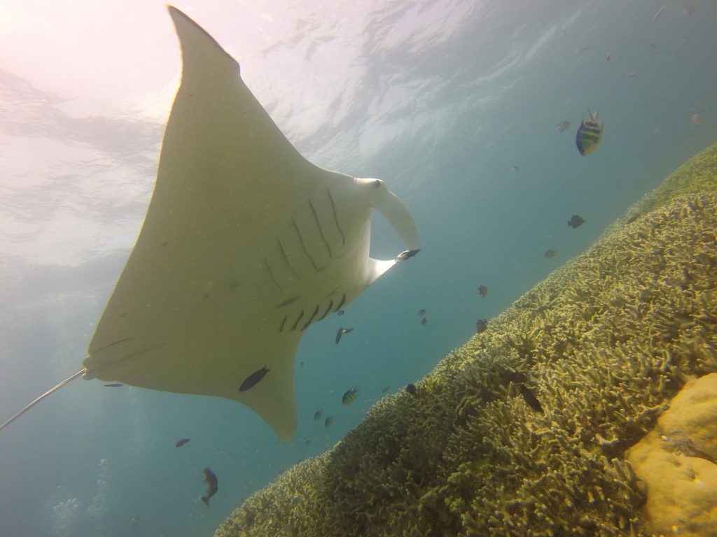 Clark Weeks recommends scuba diving at Blue Corner in Micronesia - Manta Ray Sighting 