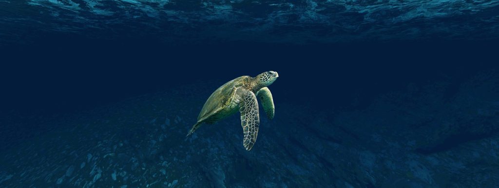 Clark Weeks recommends scuba diving at Great Blue Hole in Belize - sea turtle underwater 